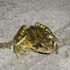 Wild Life