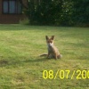 Young fox waiting for breakfast