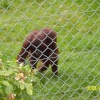 Monkey World