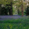 Bluebell Wood, Kew Gardens