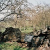 Queen Elizabeth Oak