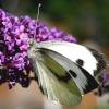 Butterflies-Large White.