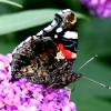 Butterflies-Red Admiral.