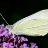 Butterflies-Small White.
