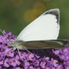 Butterflies-Small White.