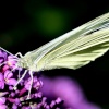 Butterflies-Small White.