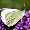 Butterflies-Small White.