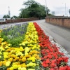 Summer in Bloom