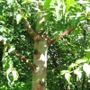 Birch tree