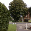 Horse Chestnut  Tree