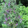 Sweetpeas