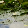 Wild flower