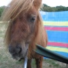 Shetland Pony