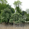 Horse Chestnut trees across the River Parrett