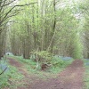 Nunnery Wood