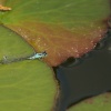 Resting dragonfly, Jubilee Lake, Steeple Claydon, Bucks