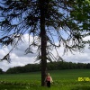 Monkey Puzzle Tree