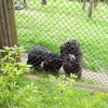 Monkey World
