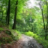 Mill Wood