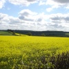 Yellow field on the way from Cawthorne to Silkstone village