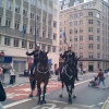 Police horses