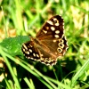 Butterflies-Speckled Wood Butterfly.