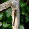 Common darter male......sympetrum striolatum.