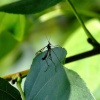 Cranefly