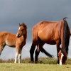 New Forest Ponies near Emery Down - New Forest