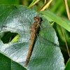 Common darter female.......sympetrum striolatum.