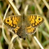 Wall brown butterfly.....lassiommata megera.