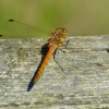 Common darter male (immature)......sympetrum striolatum.
