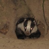 Badger in the New Forest