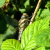 Migrant hawker.....aeshna mixta