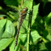 Migrant hawker.....aeshna mixta