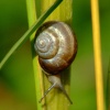 Copse snail.....avianta arbustorum.