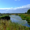 The wetlands