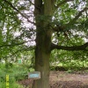 Memorial Tree