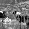 The pond isn't just for the birds!