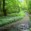 Borsdane Woods