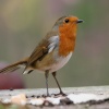 Robin