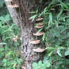 More fungi