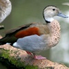 Ringed Teal