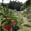The Allotments
