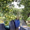 The Allotments