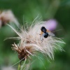 Noon Fly