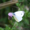 Female Large White butterfly
