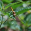 Common Darter