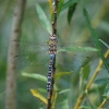 Migrant Hawker