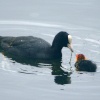 Coot and Chick.